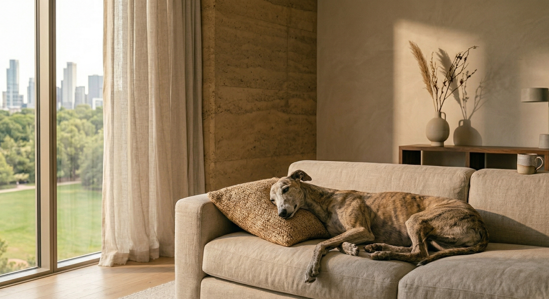 Adoptar un galgo: lo que nadie te cuenta antes de llevártelo a casa