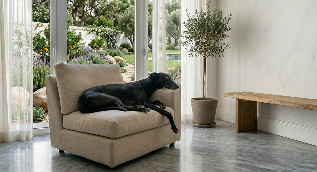Por qué los galgos son los mejores perros de piso (aunque nadie se lo crea)