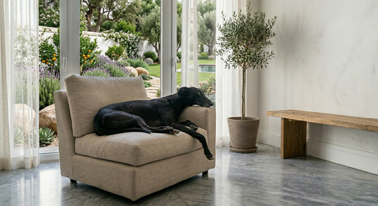 Por qué los galgos son los mejores perros de piso (aunque nadie se lo crea)